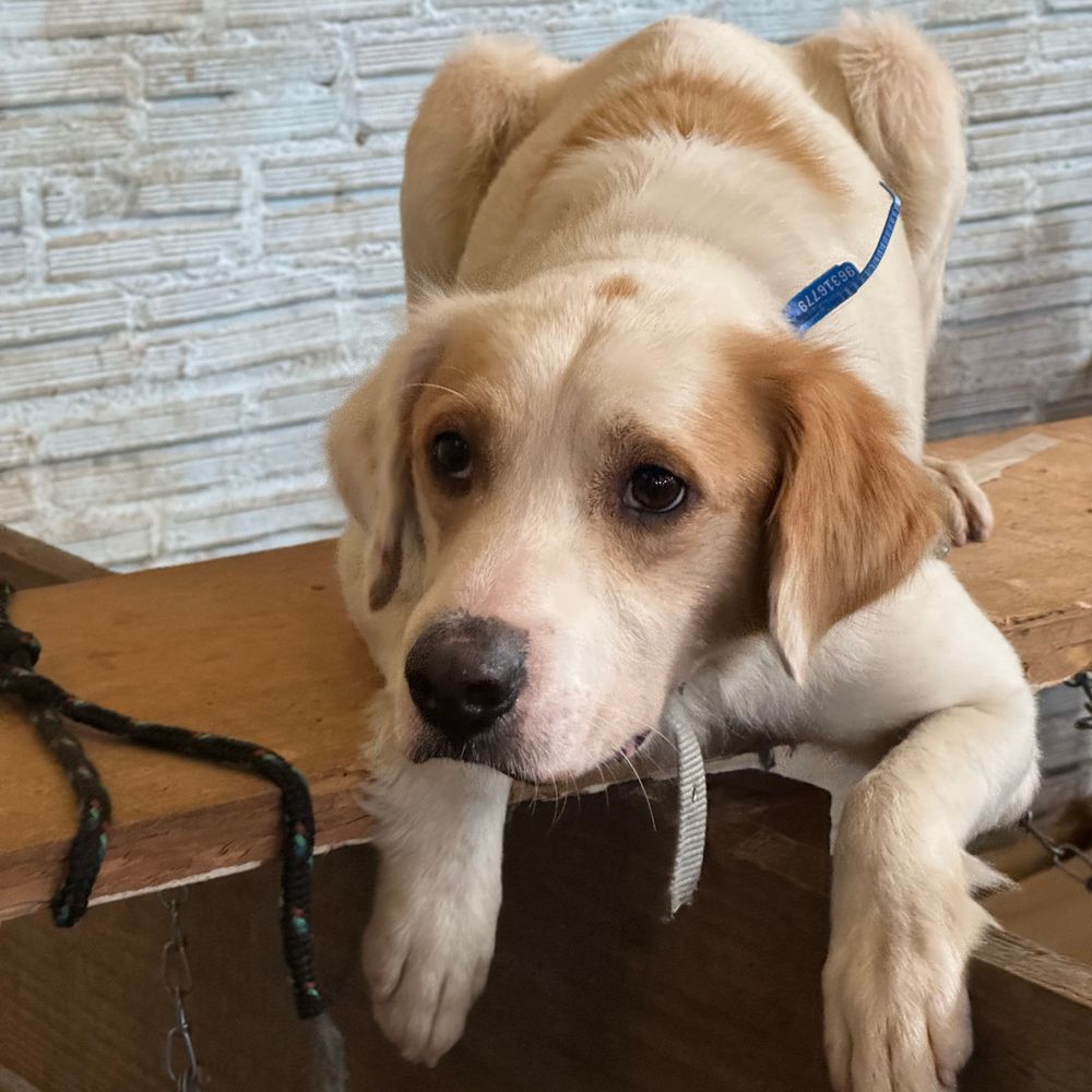 Cão