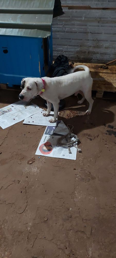 Cão
