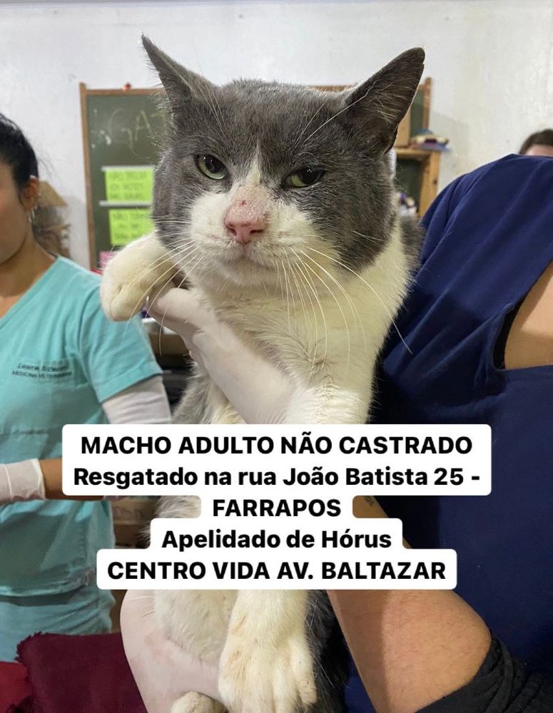 Gato