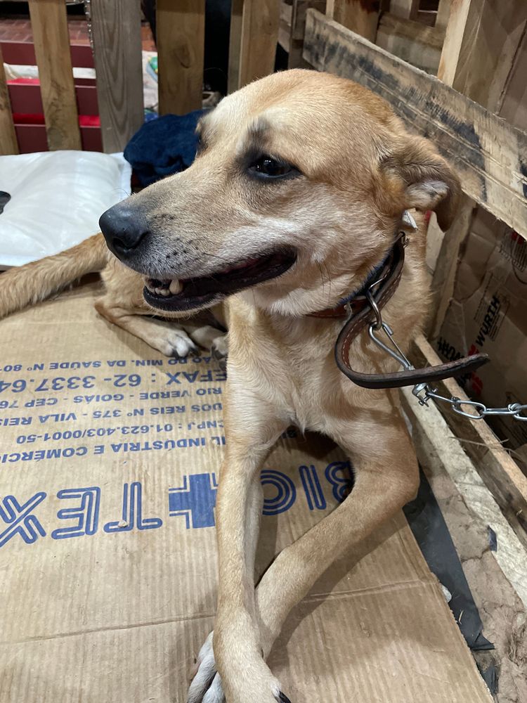 Cão
