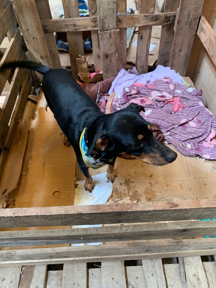 Cão
