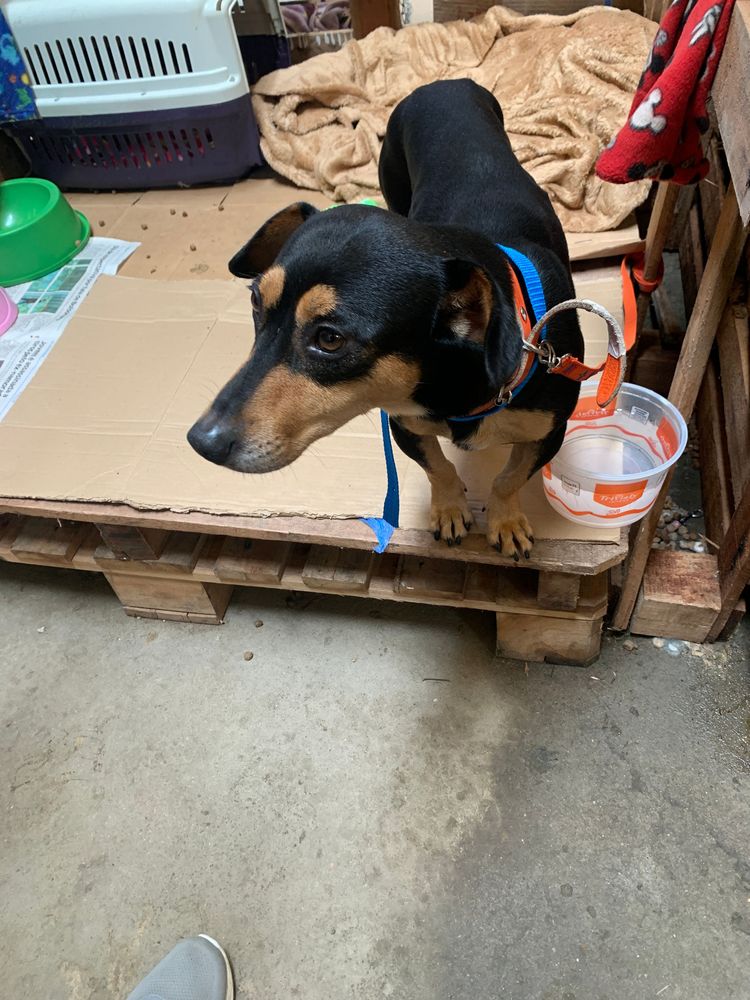 Cão