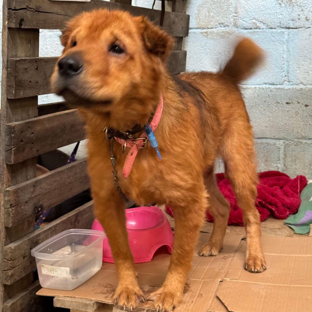 Cão