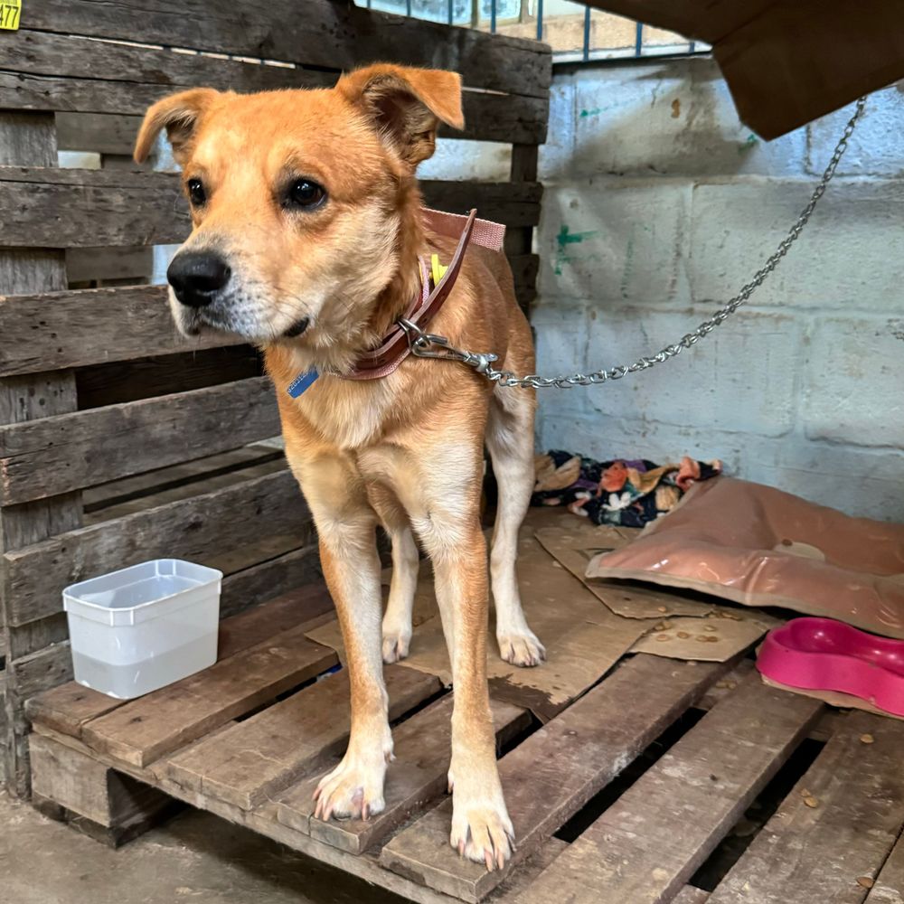 Cão