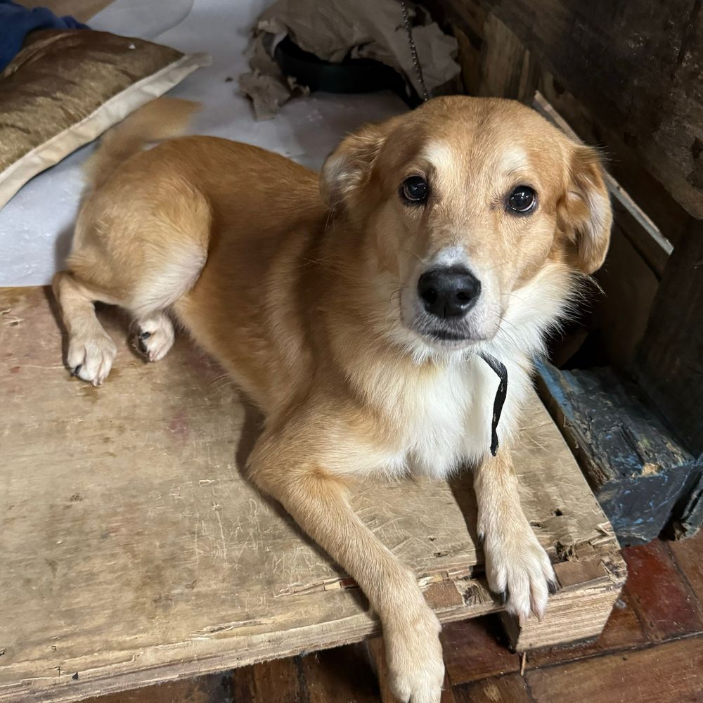 Cão