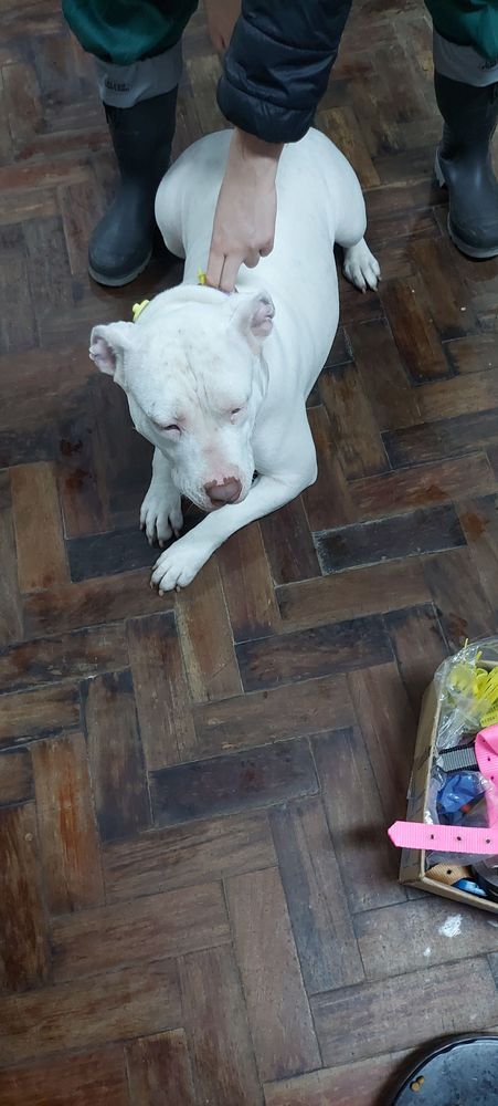 Cão