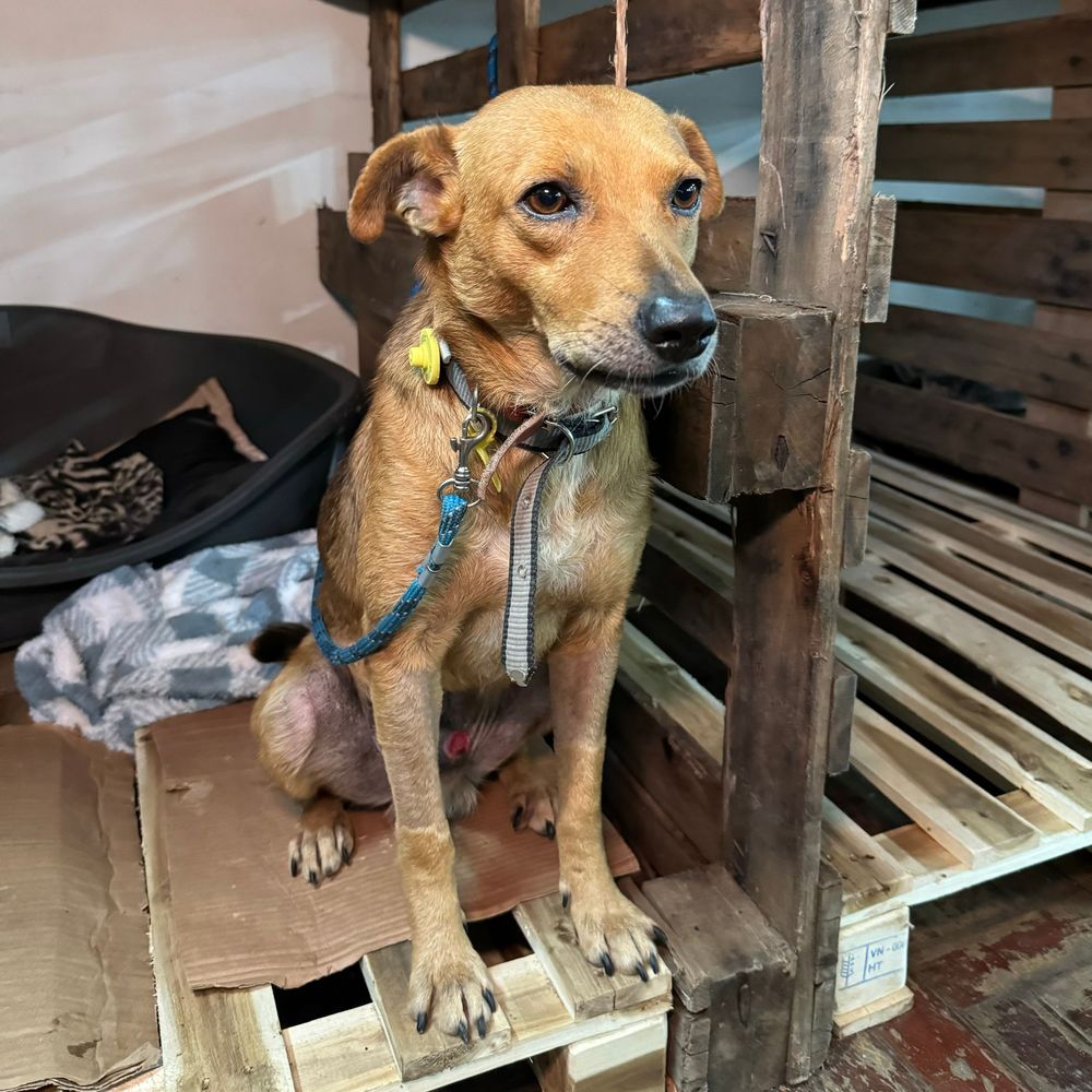 Cão