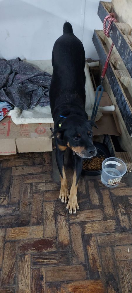 Cão
