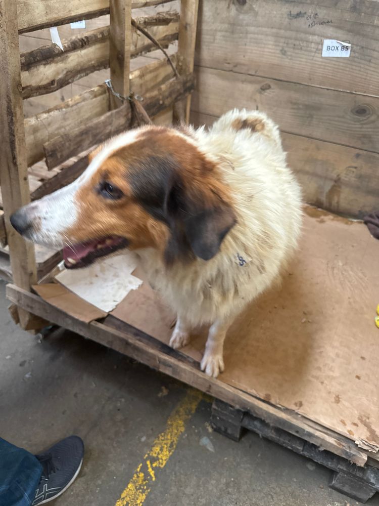 Cão