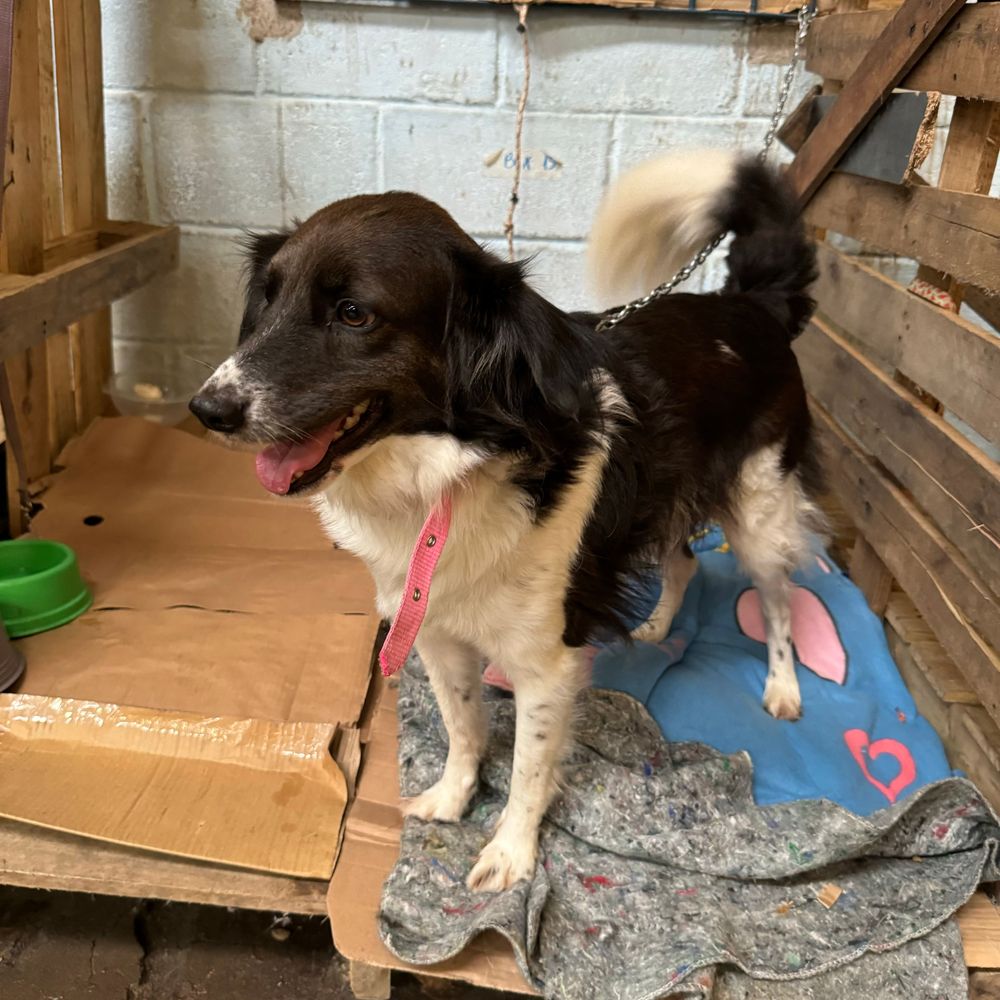 Cão