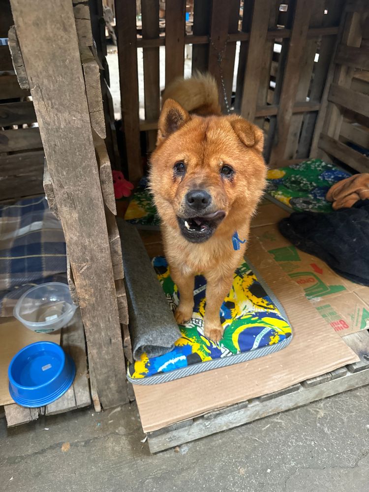 Cão
