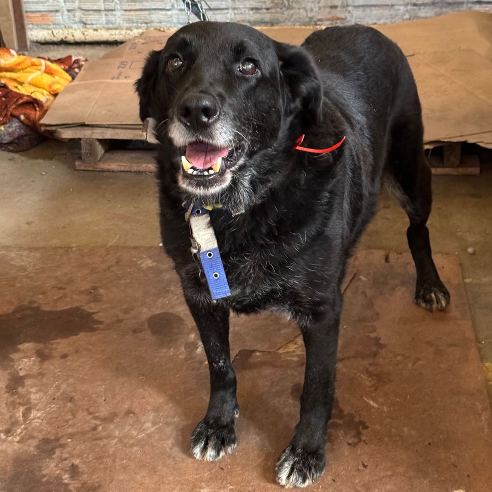 Cão