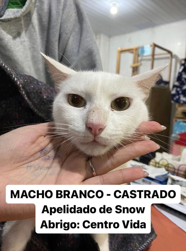 Gato