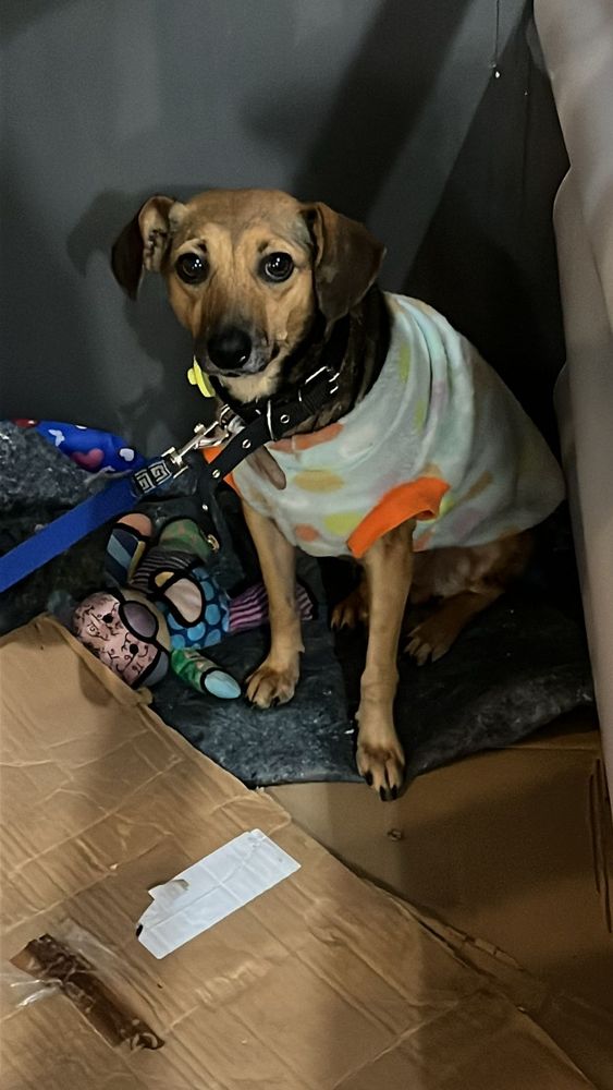 Cão