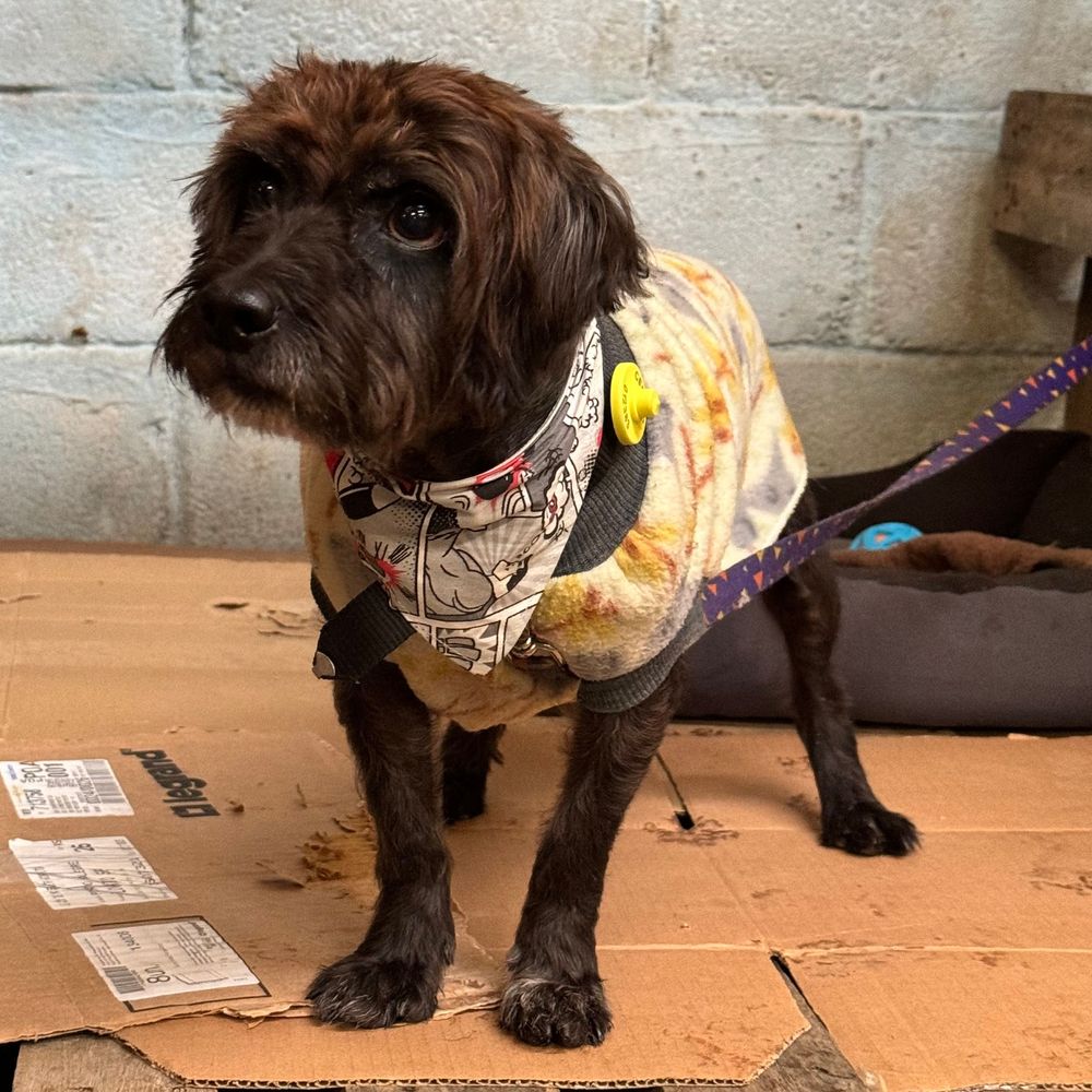 Cão