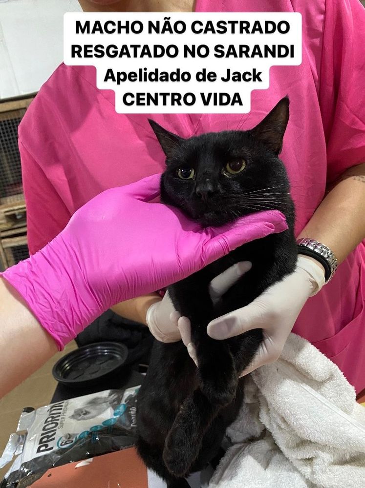 Gato