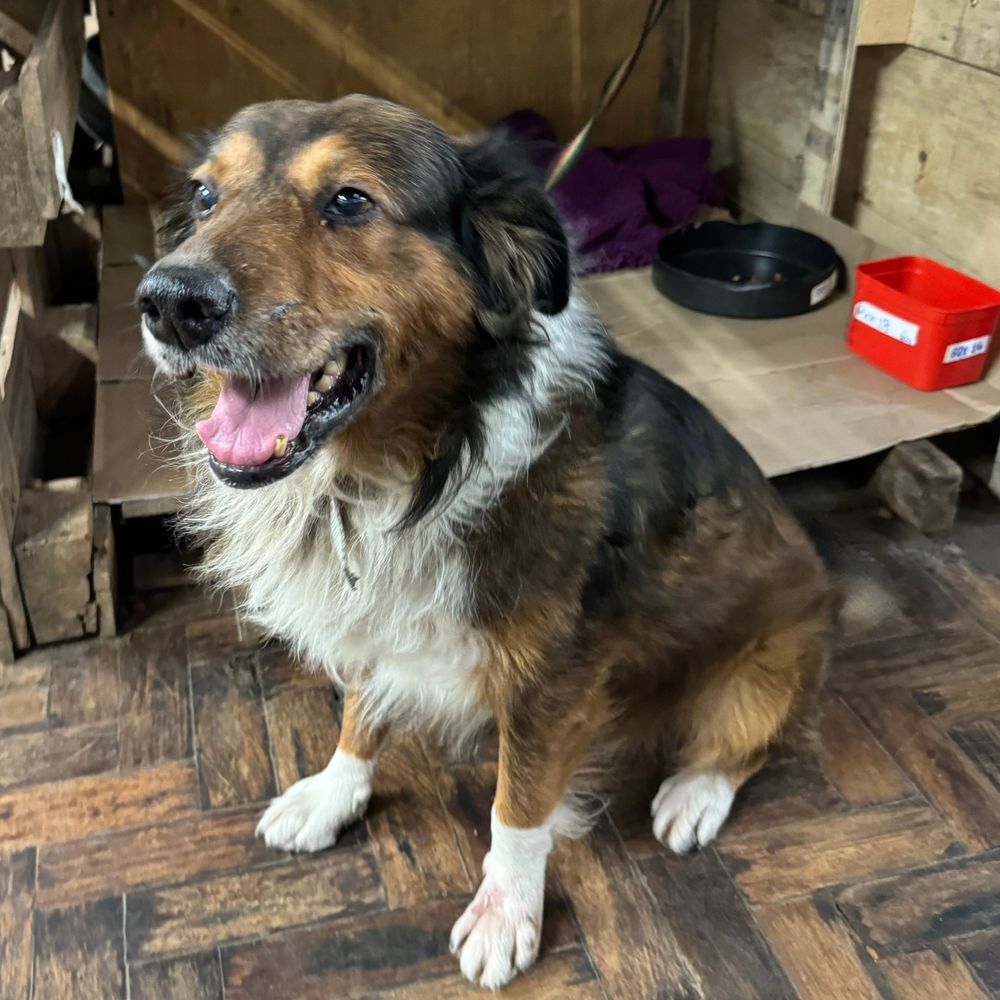 Cão