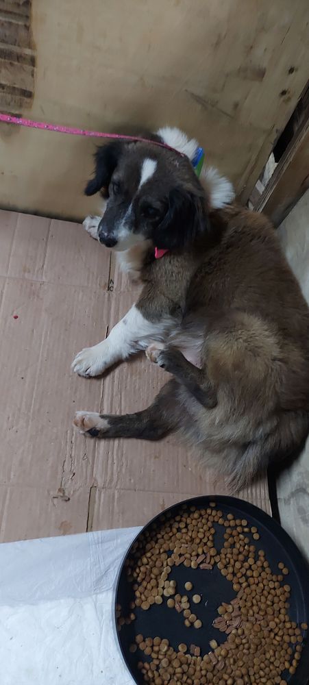 Cão