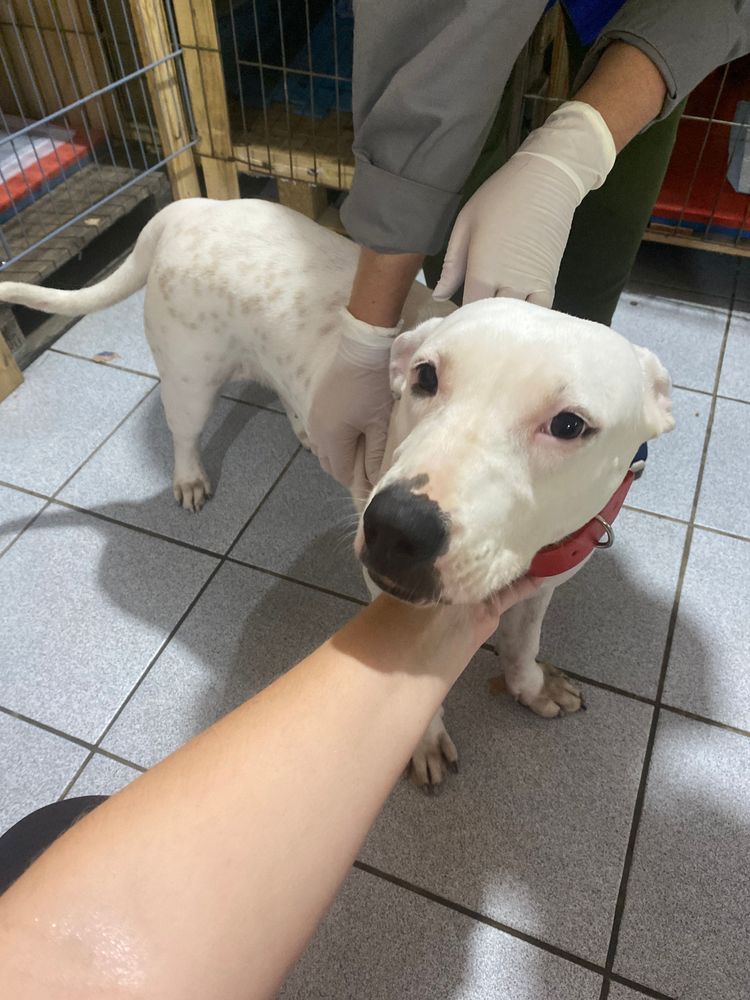 Cão