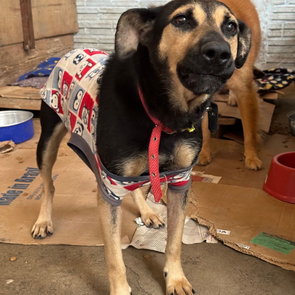 Cão