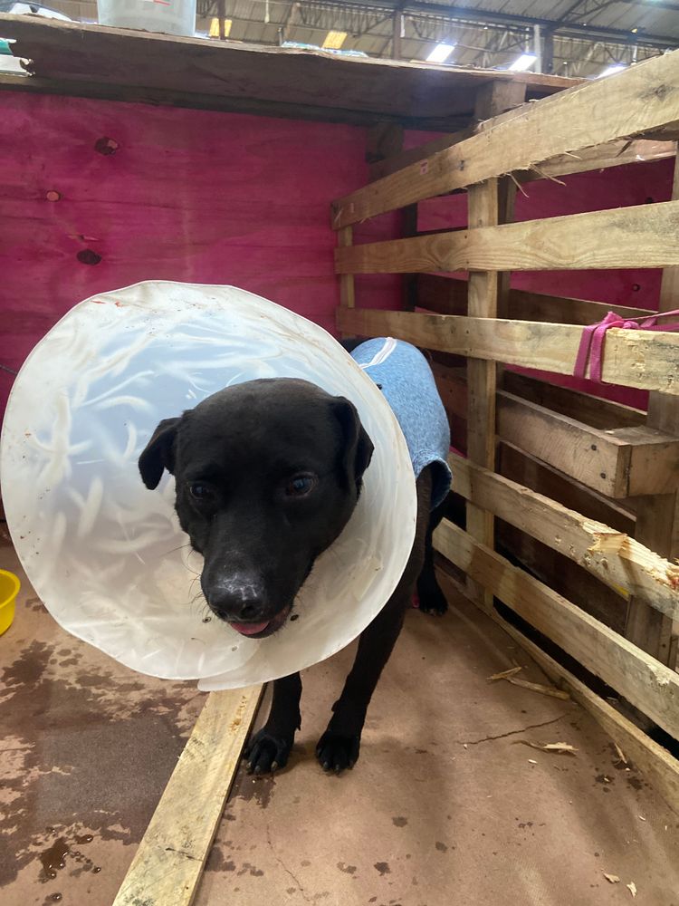 Cão