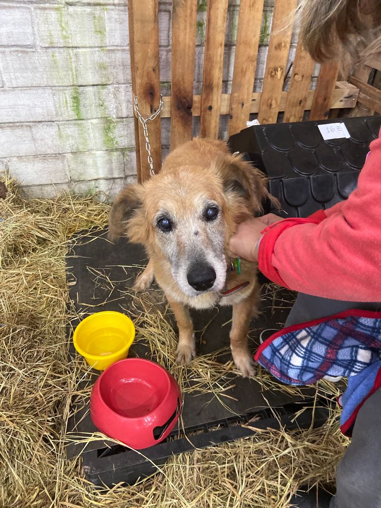 Cão