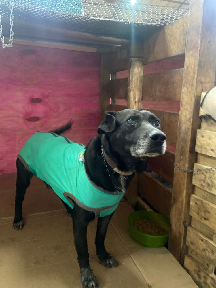 Cão