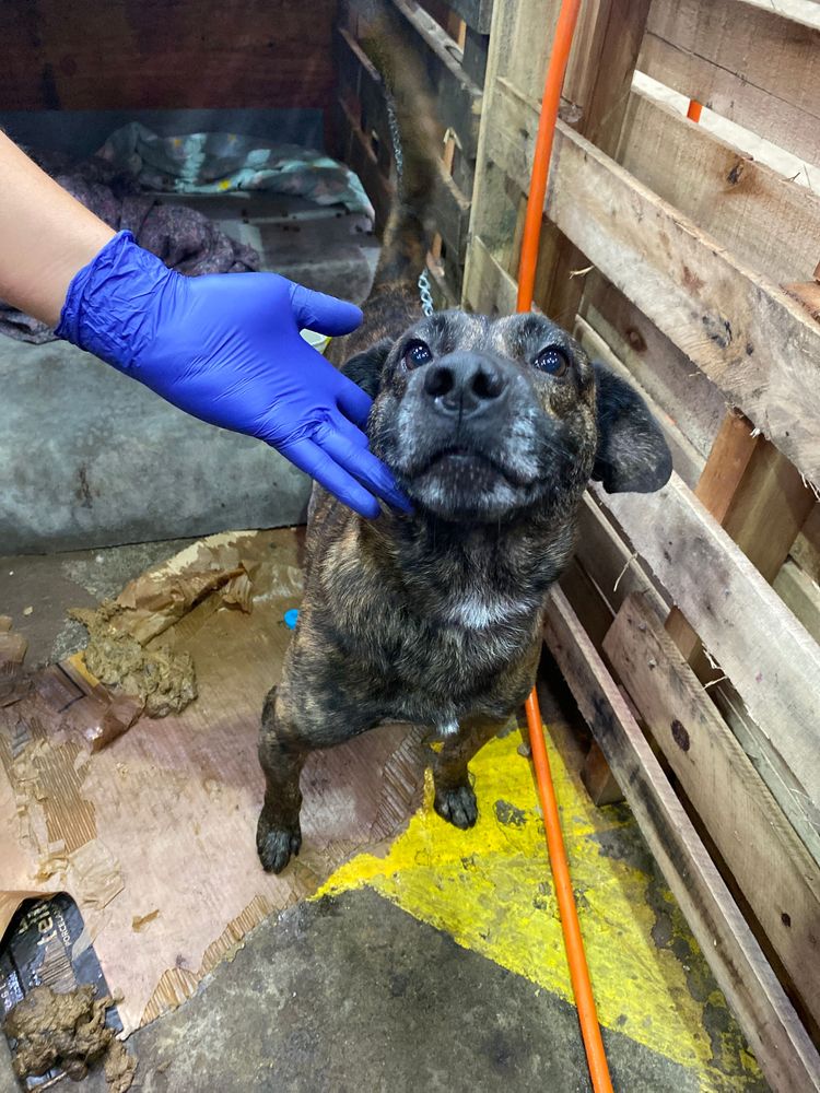 Cão