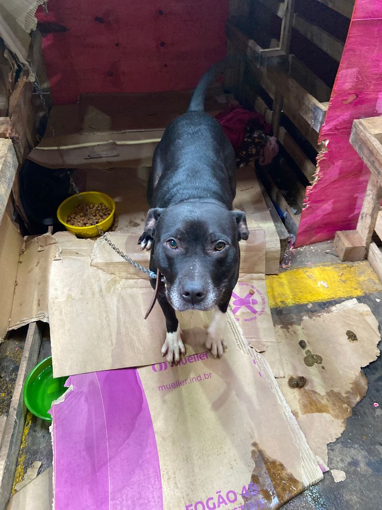 Cão