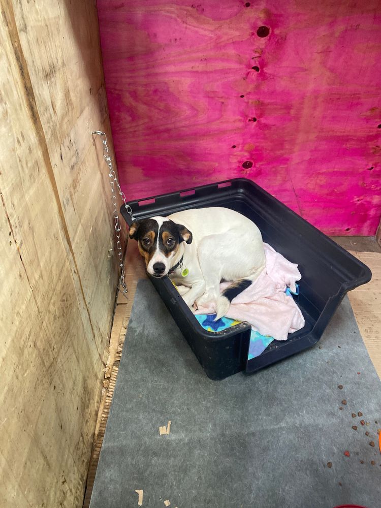 Cão