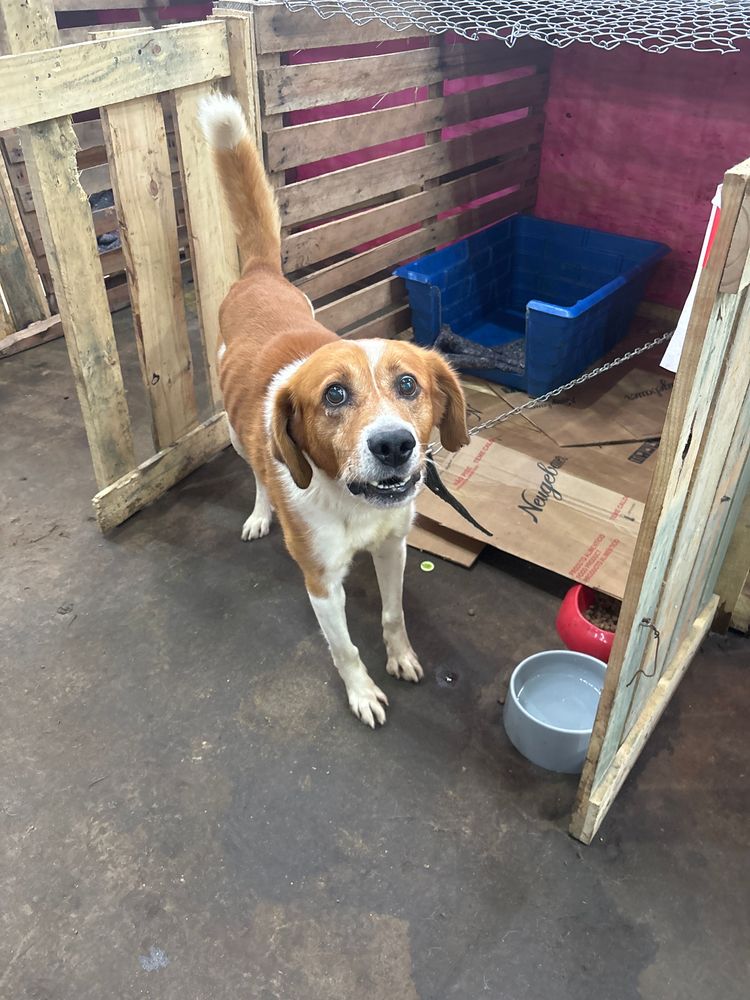 Cão