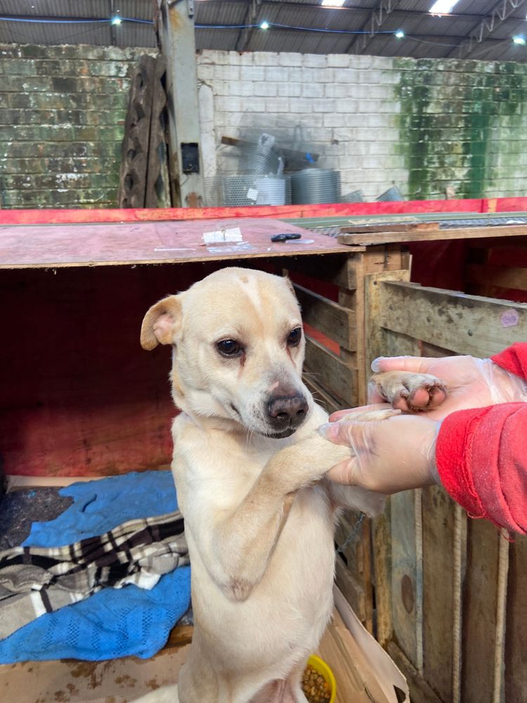 Cão
