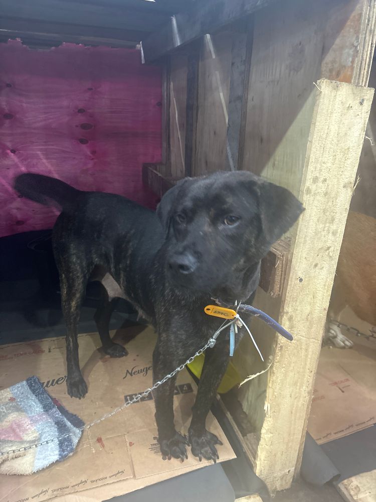 Cão