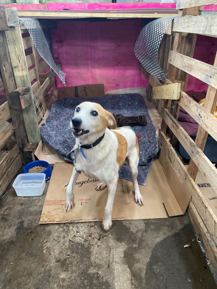 Cão