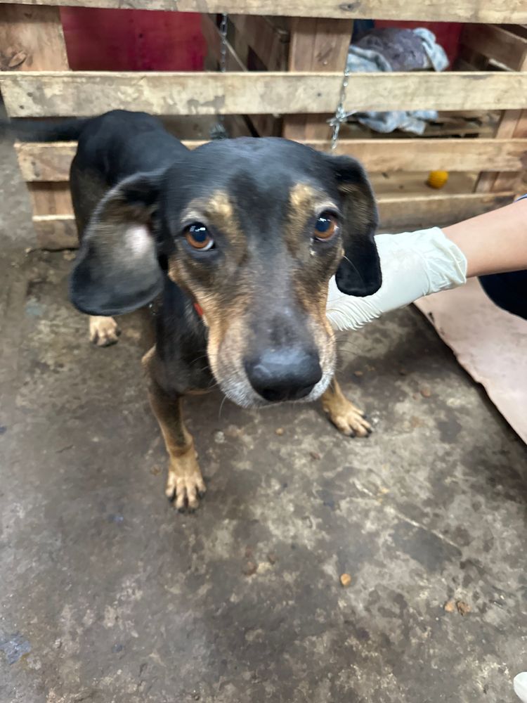 Cão