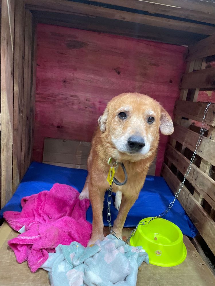Cão