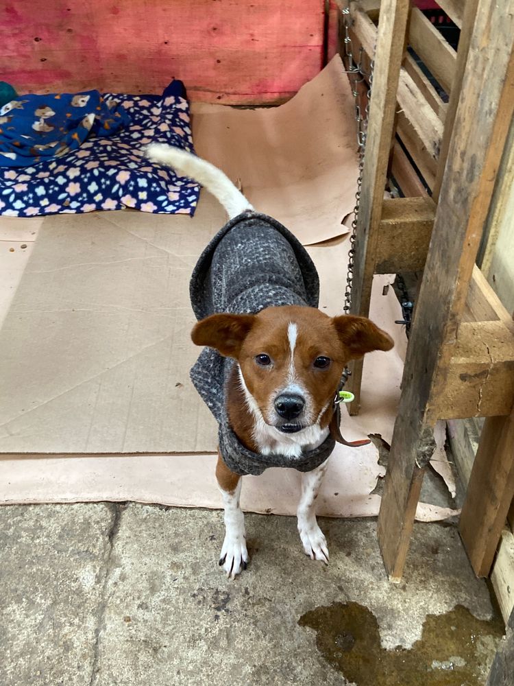 Cão
