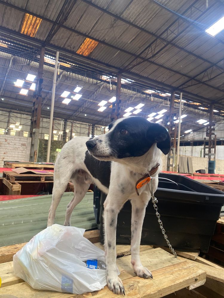Cão