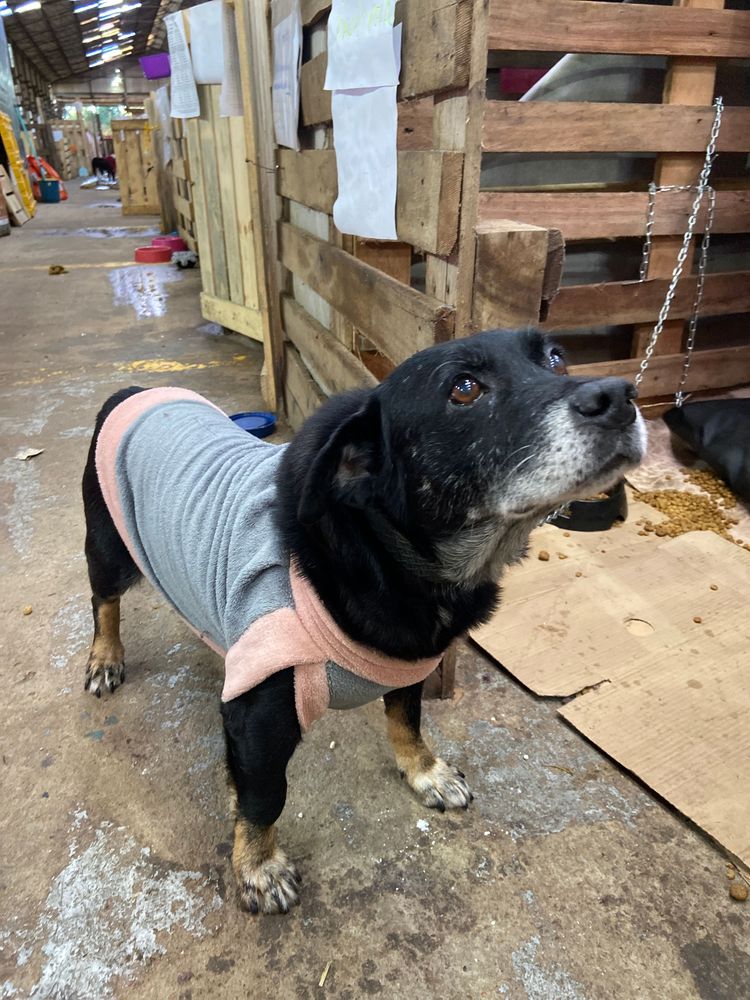 Cão