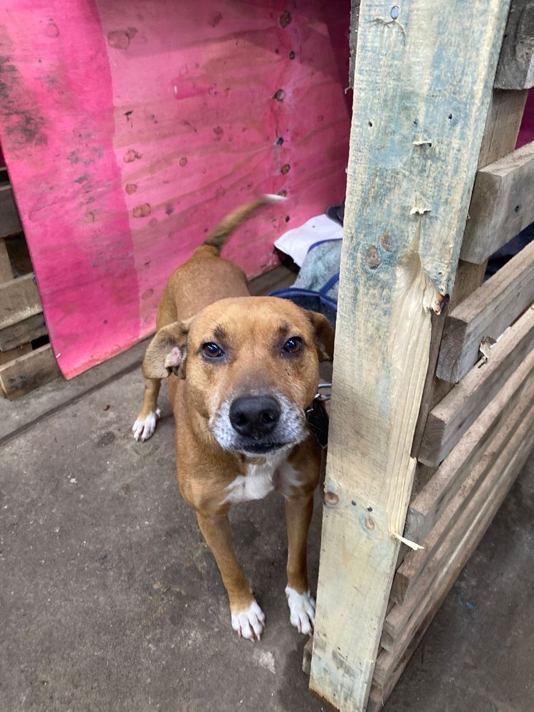Cão