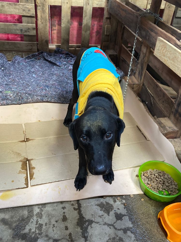 Cão