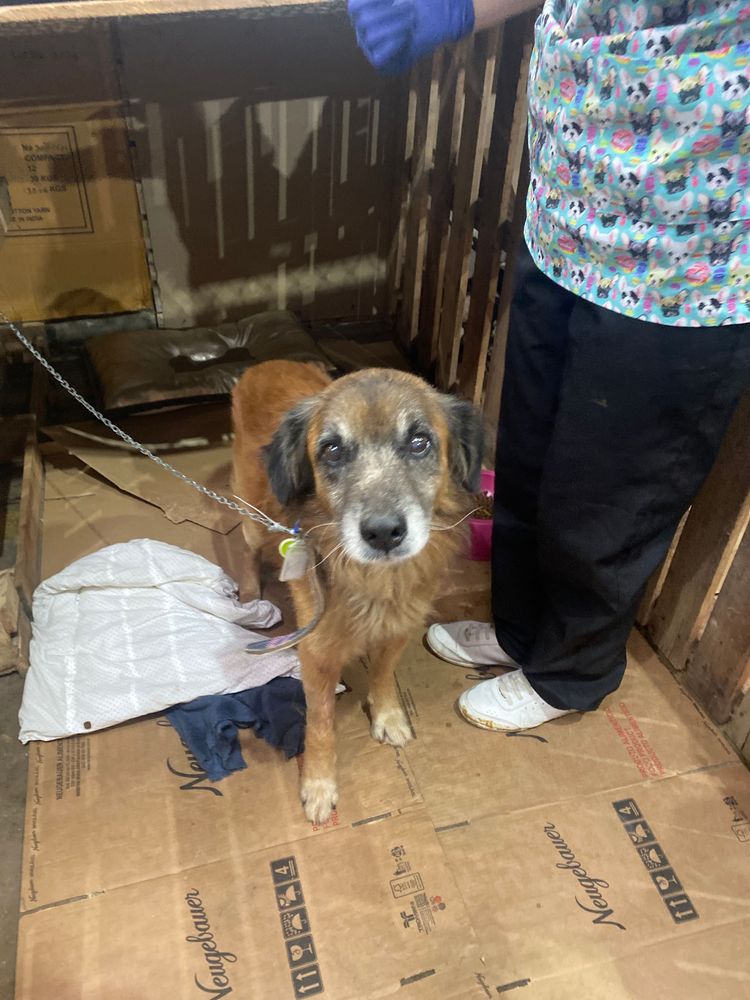 Cão