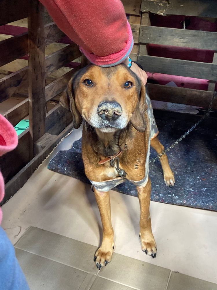 Cão
