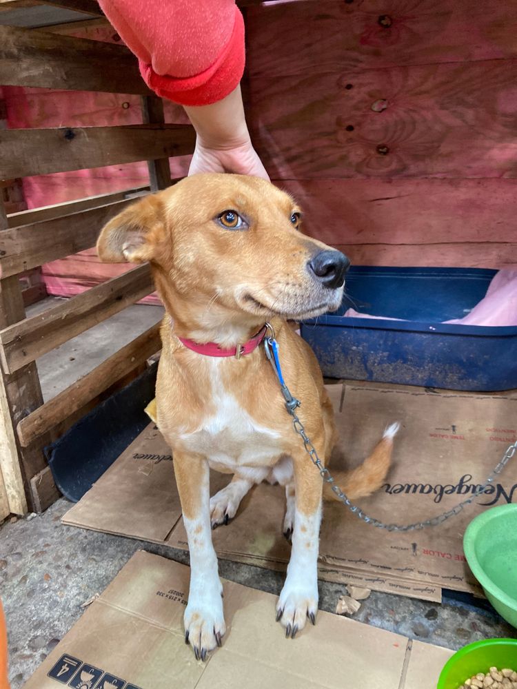 Cão