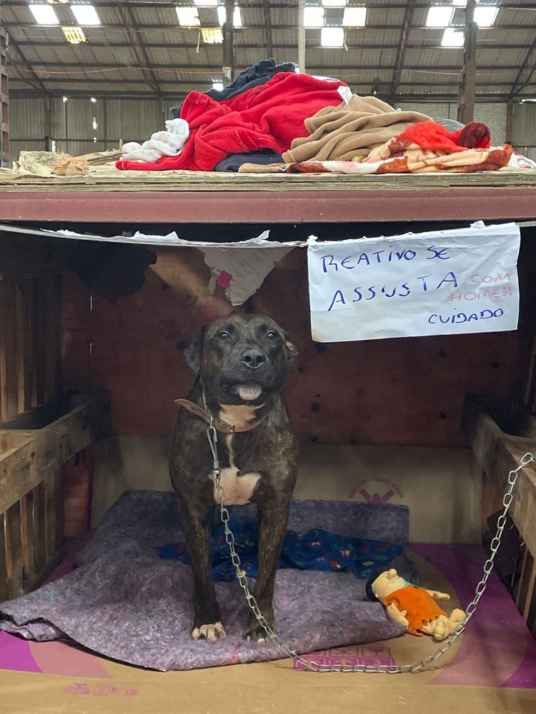 Cão