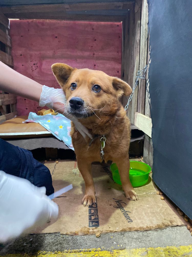 Cão