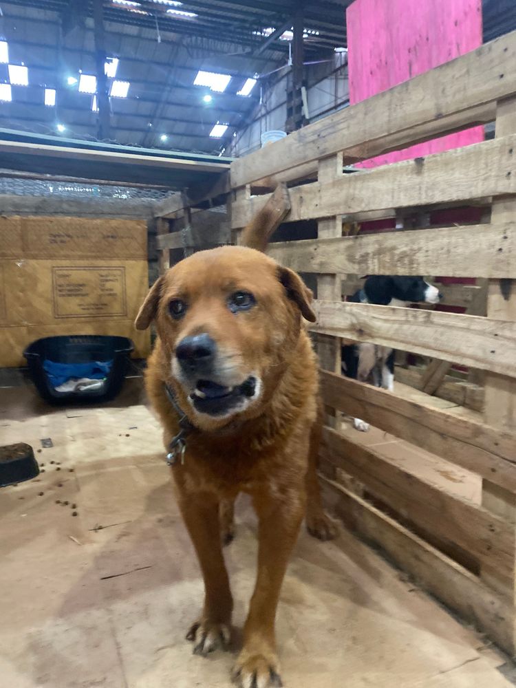 Cão