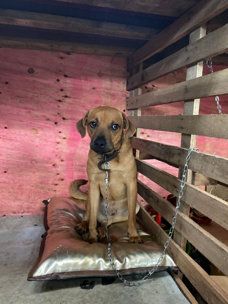 Cão