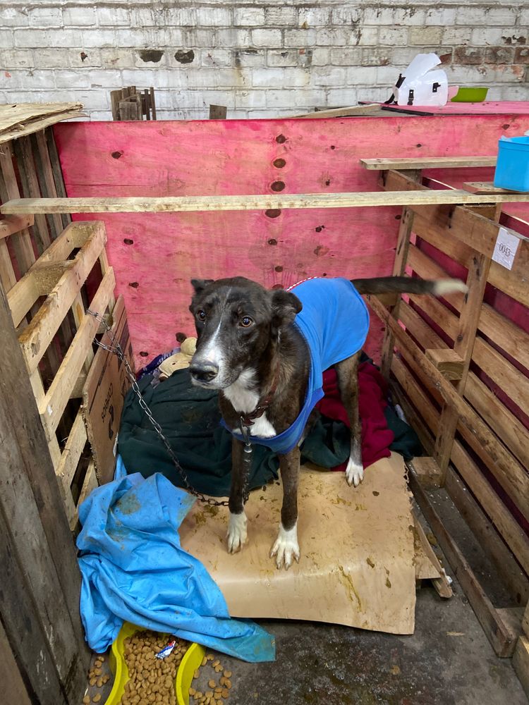 Cão