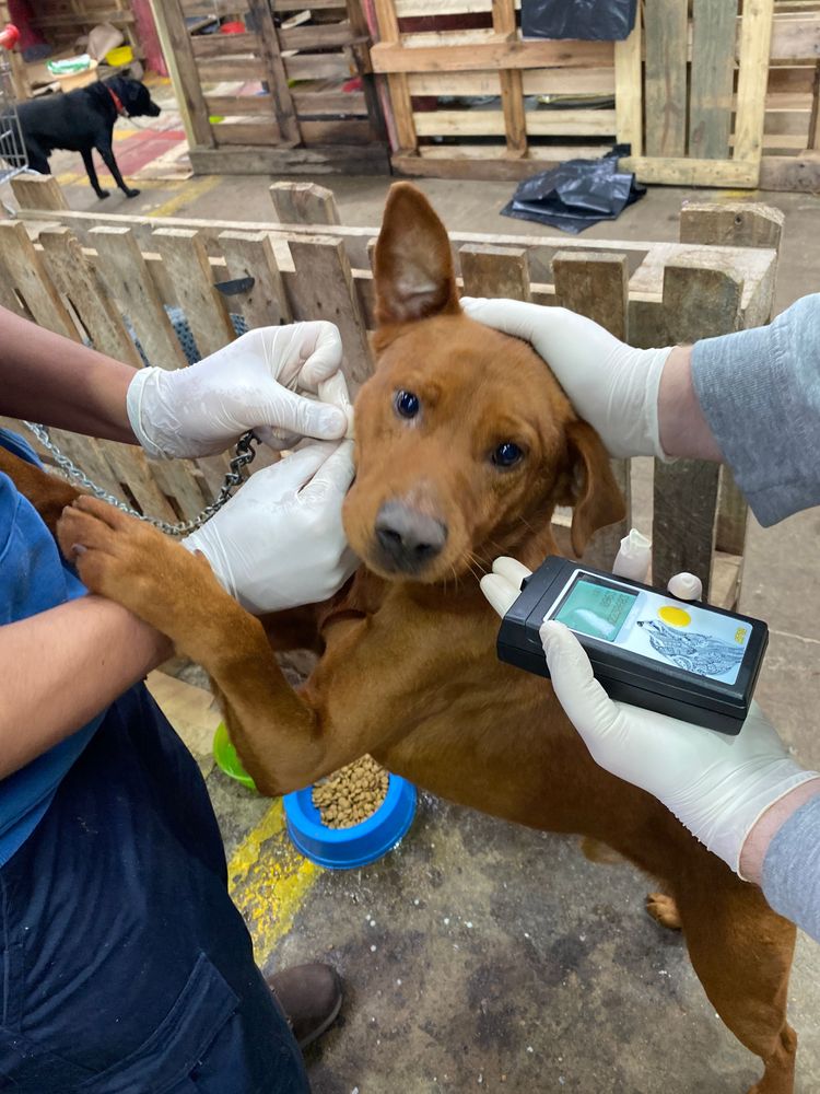 Cão